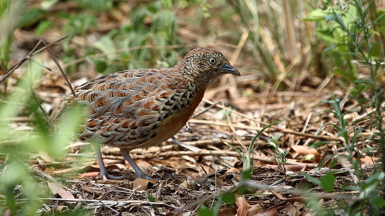 Common Buttonquail (Turnix sylvaticus)