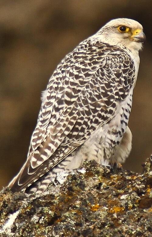 Gyrfalcon (Falco rusticolus)