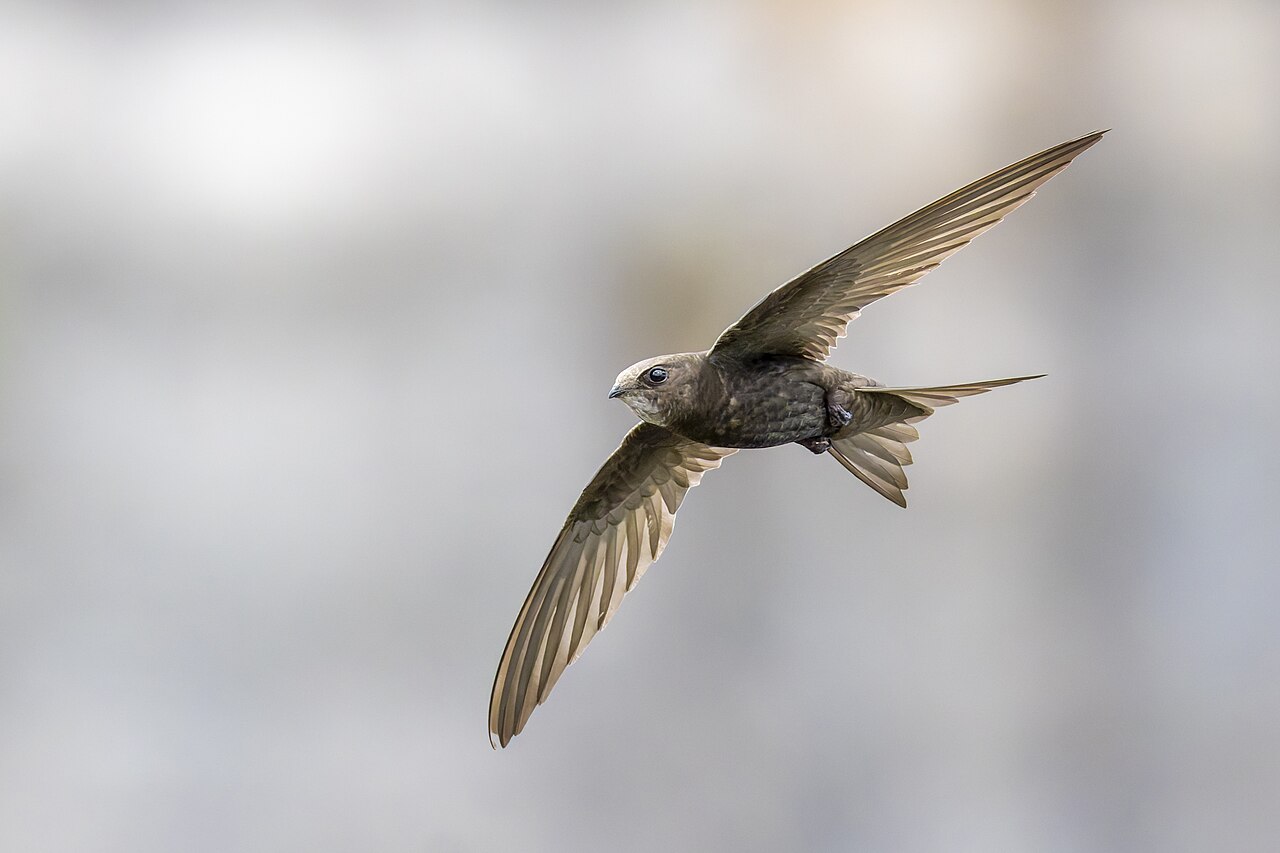 Gierzwaluw (Apus apus)