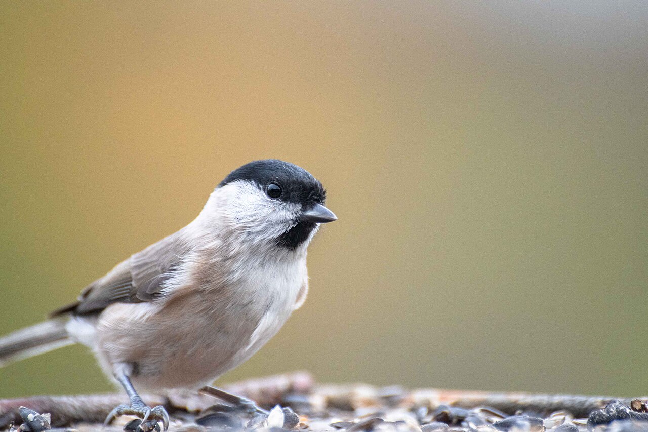 Carbonero palustre (Poecile palustris)