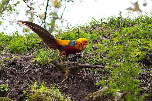 Golden Pheasant (Chrysolophus pictus)