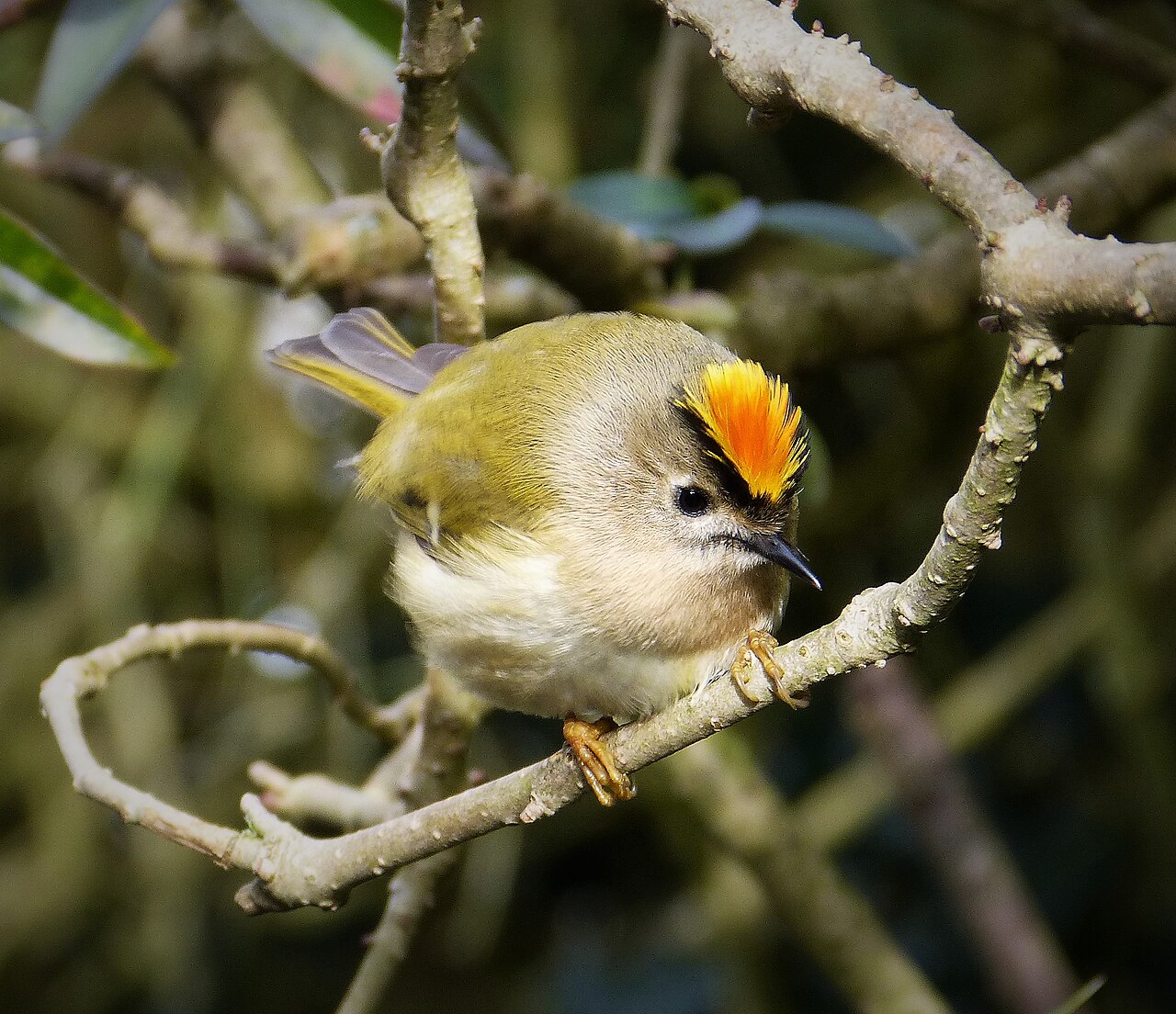Goldcrest (Regulus regulus)