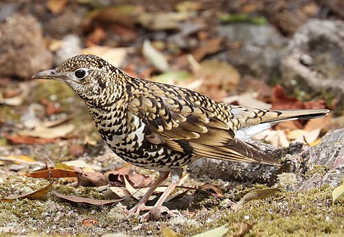 White's Thrush (Zoothera aurea)