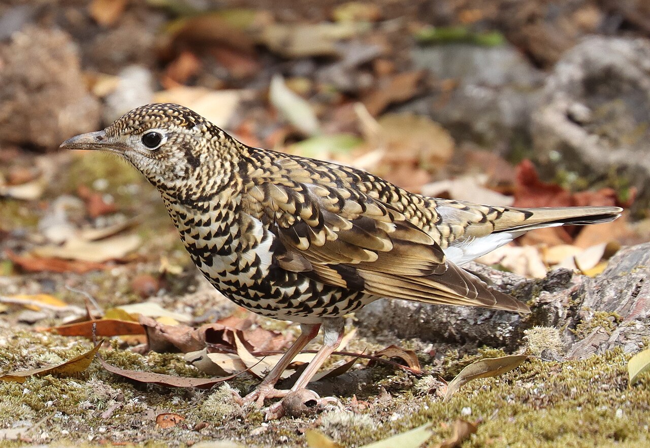 White's Thrush (Zoothera aurea)