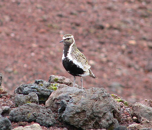 European Golden-Plover (Pluvialis apricaria)