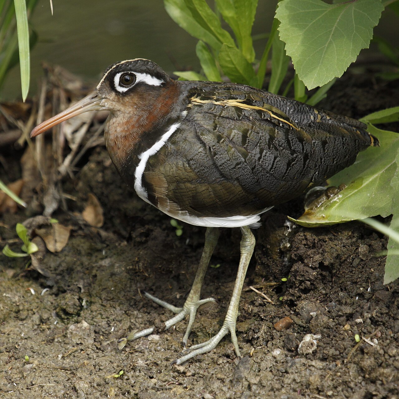 Greater Painted-Snipe (Rostratula benghalensis)