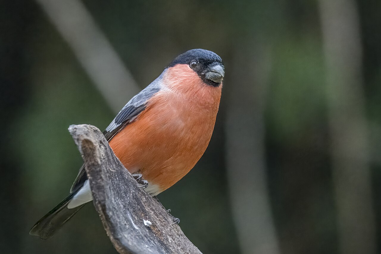 Camachuelo común (Pyrrhula pyrrhula)