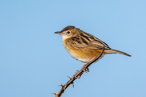 Zitting Cisticola (Cisticola juncidis)