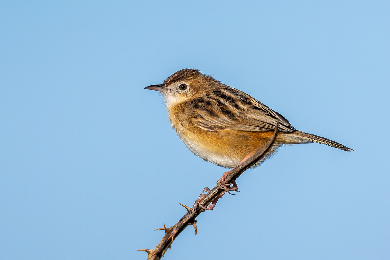 Graszanger (Cisticola juncidis)