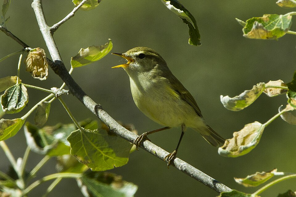 Mosquitero troquiloide (Phylloscopus trochiloides)
