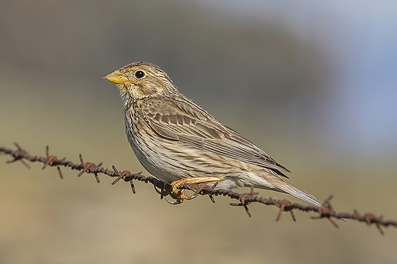 Grauwe gors (Emberiza calandra)