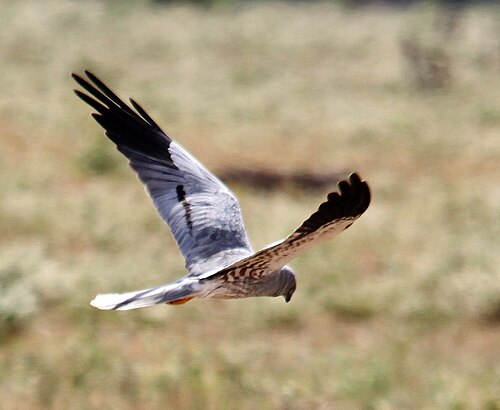 Montagu's Harrier (Circus pygargus)