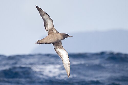 Sooty Shearwater (Ardenna grisea)