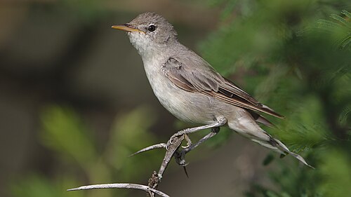 Olive-Tree Warbler (Hippolais olivetorum)