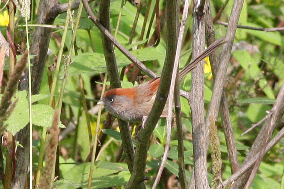 Ashy-Throated Parrotbill (Suthora alphonsiana)