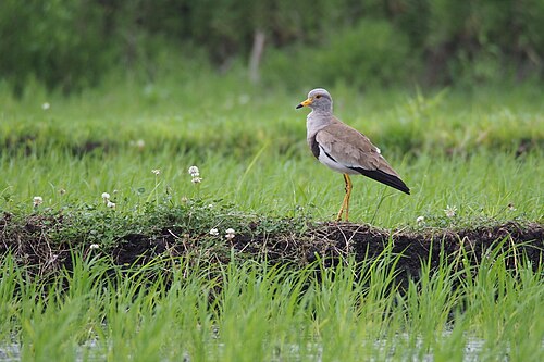 Gray-Headed Lapwing (Vanellus cinereus)