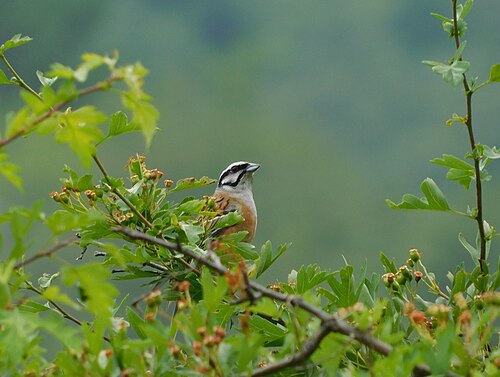 Rock Bunting (Emberiza cia)