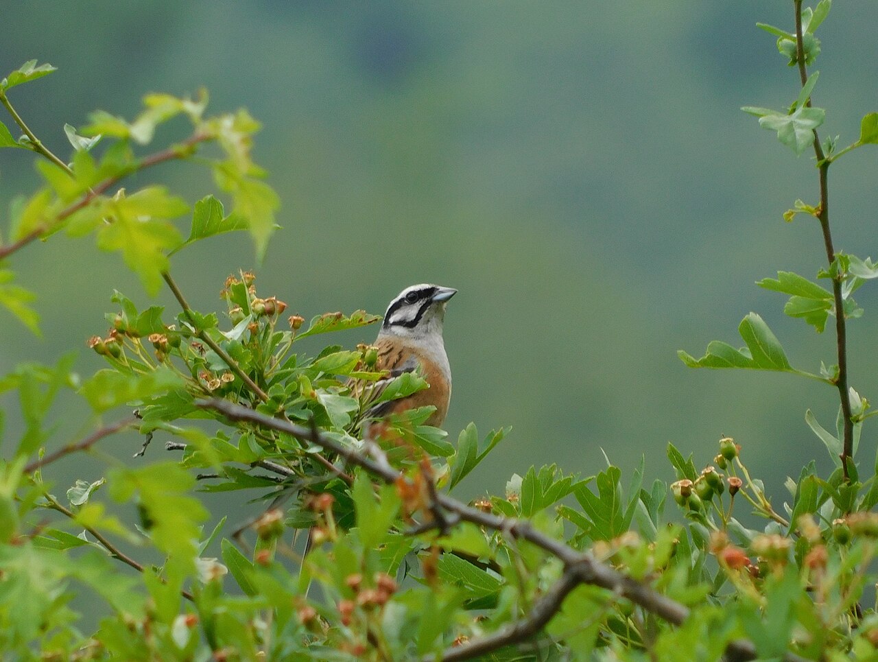 Grijze gors (Emberiza cia)