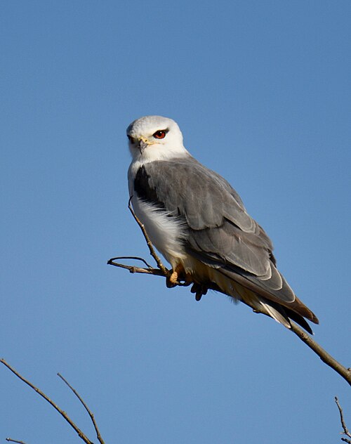 Black-Winged Kite (Elanus caeruleus)