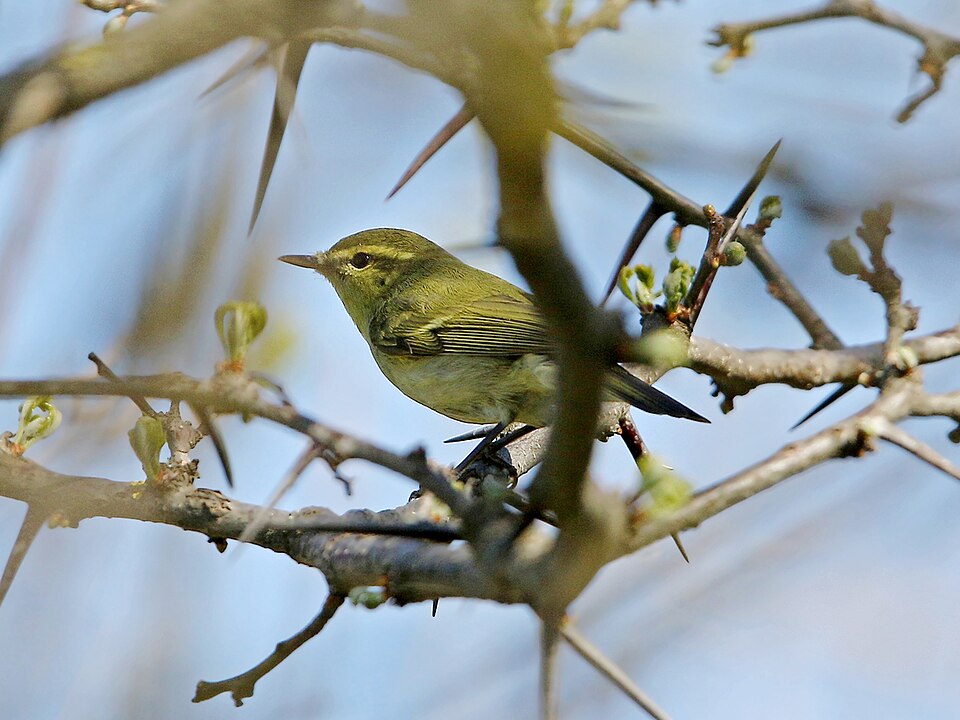 Mosquitero verde (Phylloscopus nitidus)