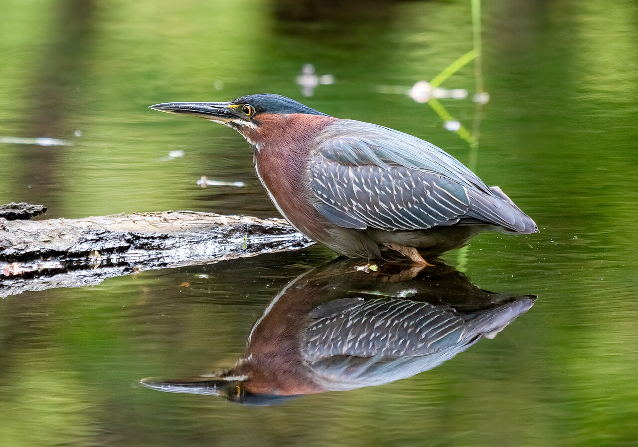 Green Heron (Butorides virescens)