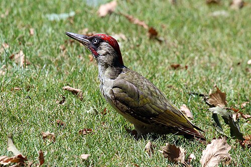 European Green Woodpecker (Picus viridis)