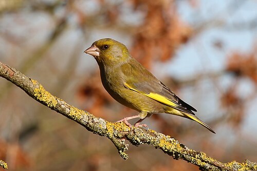 European Greenfinch (Chloris chloris)