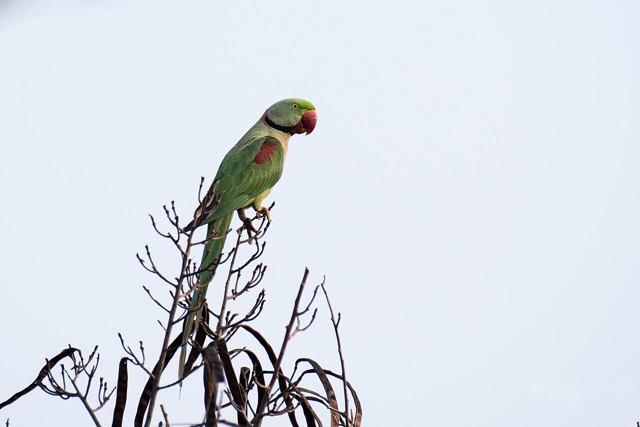 Alexandrine Parakeet (Psittacula eupatria)