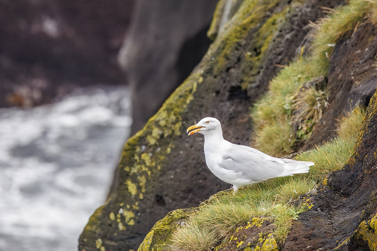 Grote burgemeester (Larus hyperboreus)