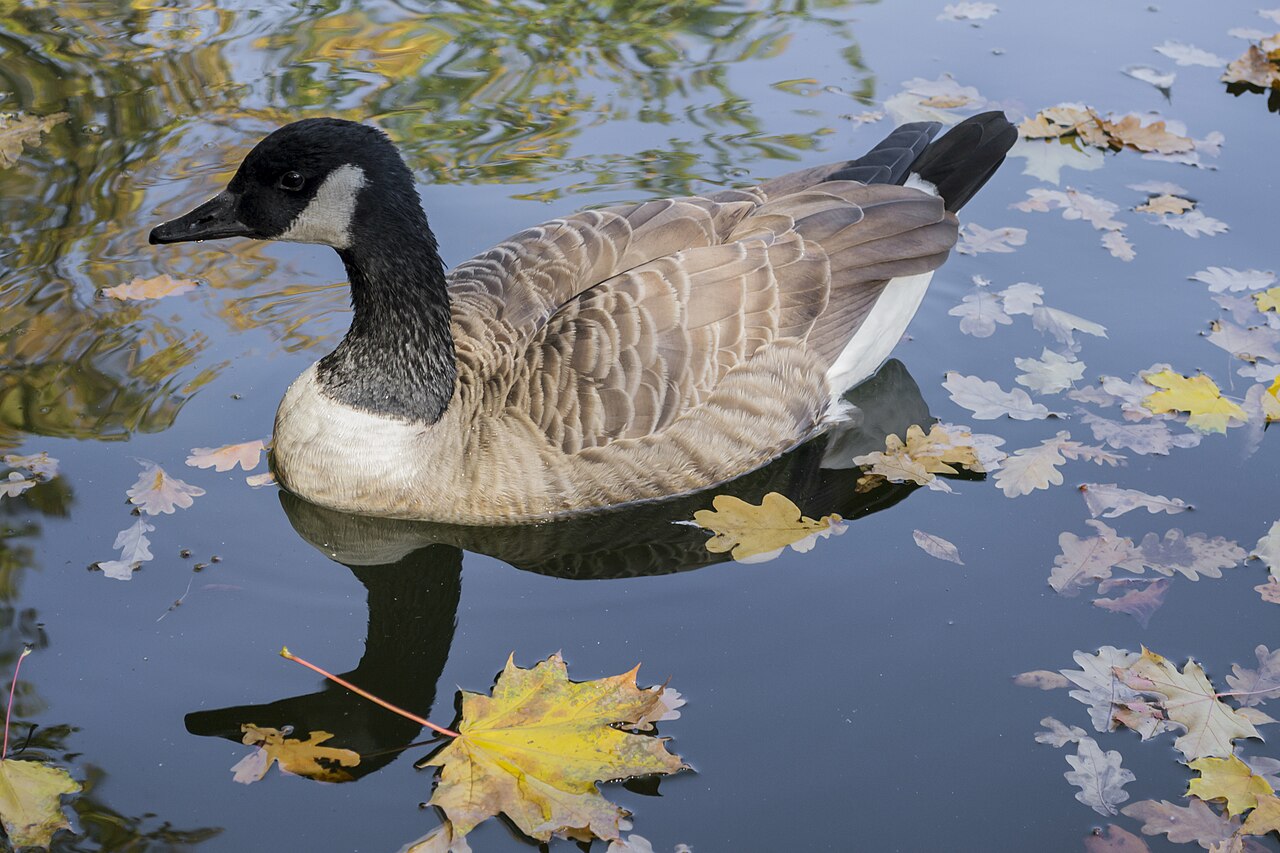 Barnacla canadiense grande (Branta canadensis)