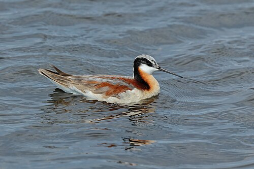 Wilson's Phalarope (Phalaropus tricolor)