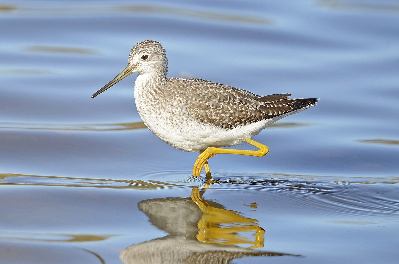 Greater Yellowlegs (Tringa melanoleuca)