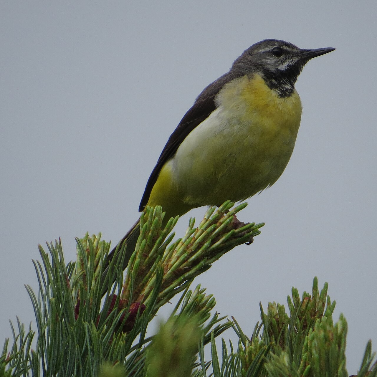 Lavandera cascadeña (Motacilla cinerea)