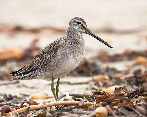 Long-Billed Dowitcher (Limnodromus scolopaceus)