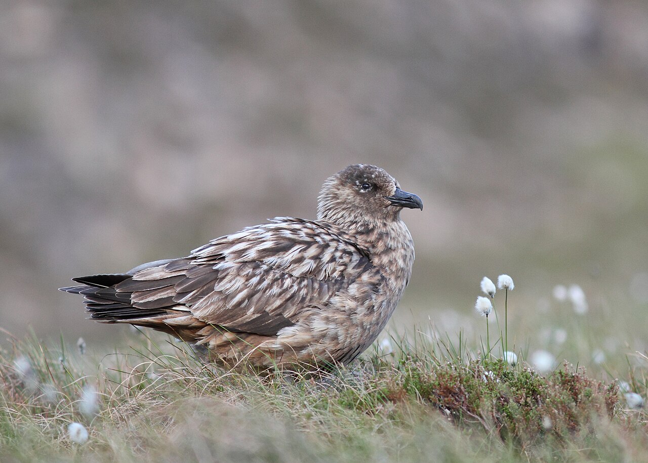 Great Skua (Stercorarius skua)