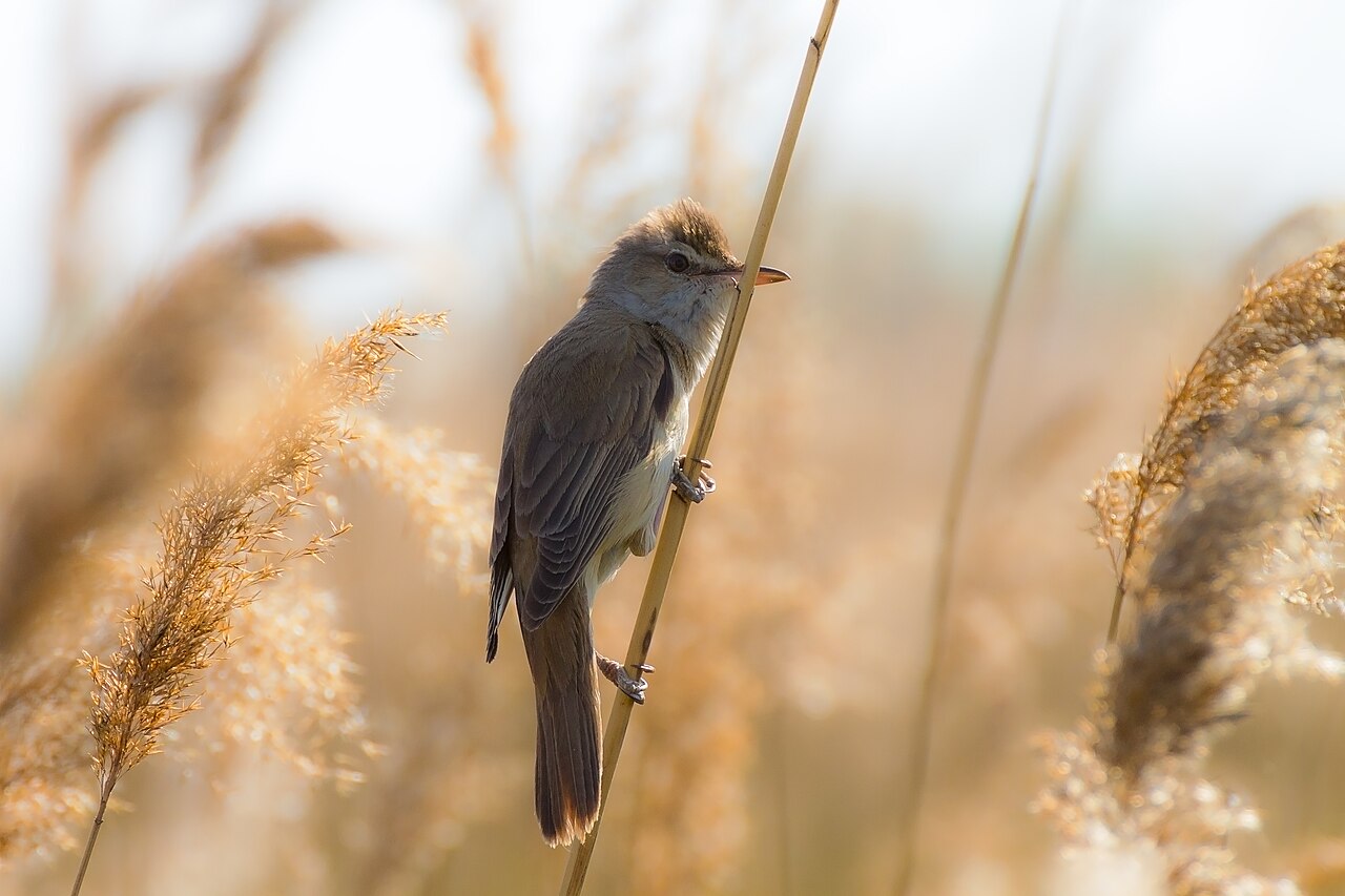 Great Reed Warbler (Acrocephalus arundinaceus)