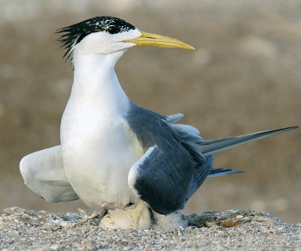 Charrán piquigualdo (Thalasseus bergii)