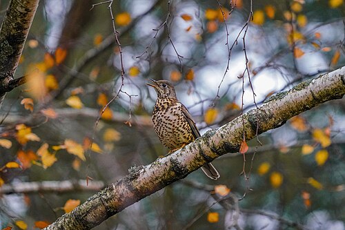 Mistle Thrush (Turdus viscivorus)