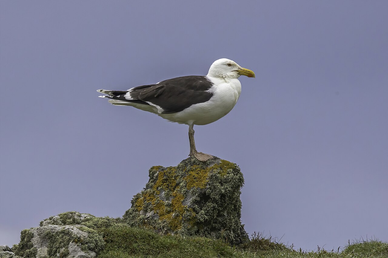 Great Black-Backed Gull (Larus marinus)