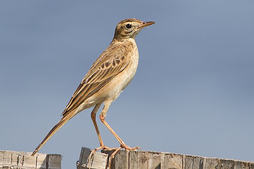 Richard's Pipit (Anthus richardi)