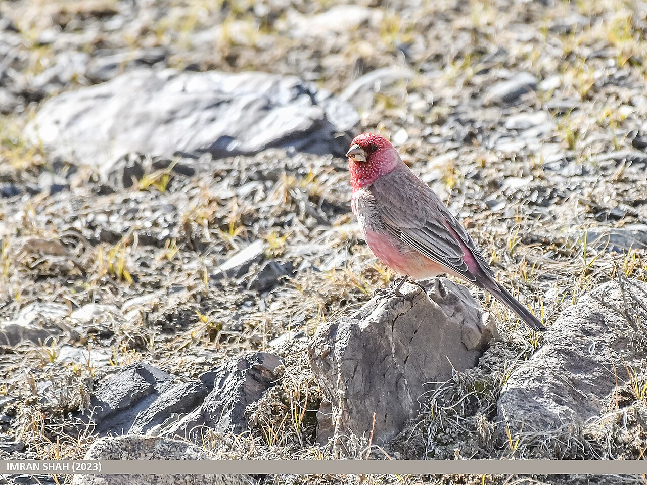 Camachuelo grande (Carpodacus rubicilla)