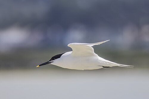 Sandwich Tern (Thalasseus sandvicensis)