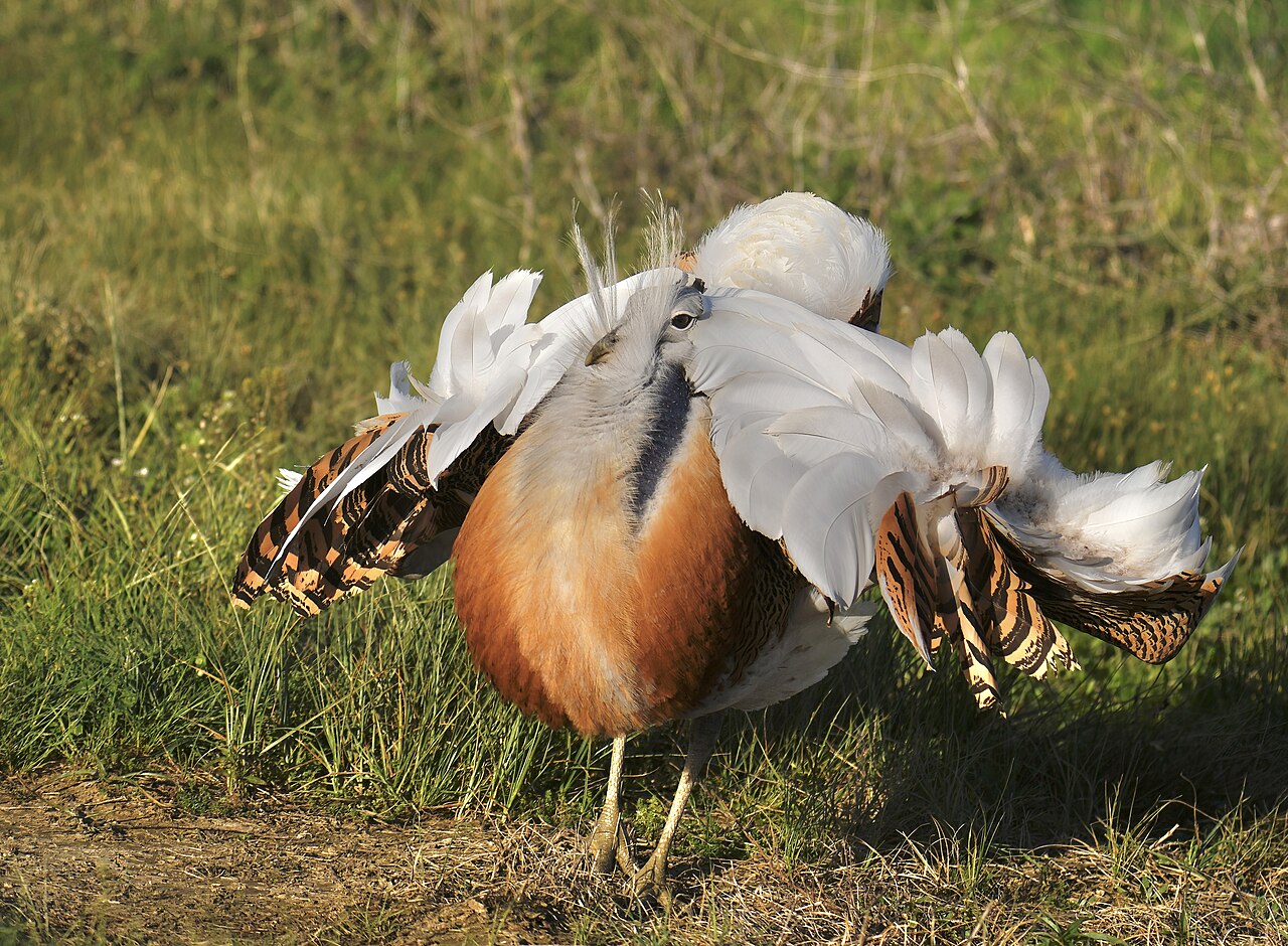 Great Bustard (Otis tarda)