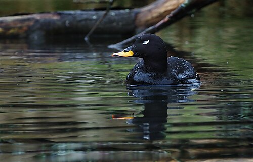 Velvet Scoter (Melanitta fusca)