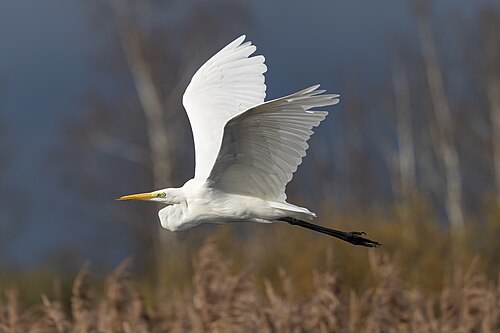 Great Egret (Ardea alba)