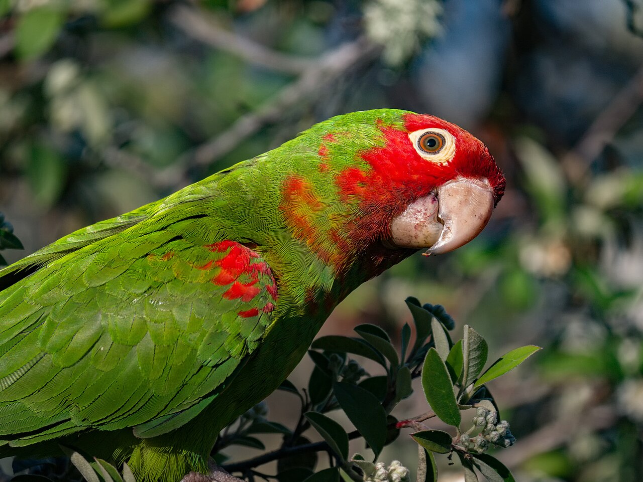Aratinga de Guayaquil (Psittacara erythrogenys)