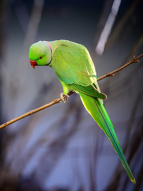 Rose-Ringed Parakeet (Psittacula krameri)