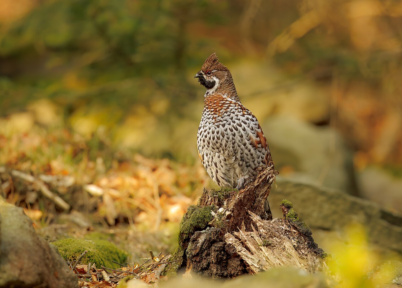 Hazelhoen (Tetrastes bonasia)