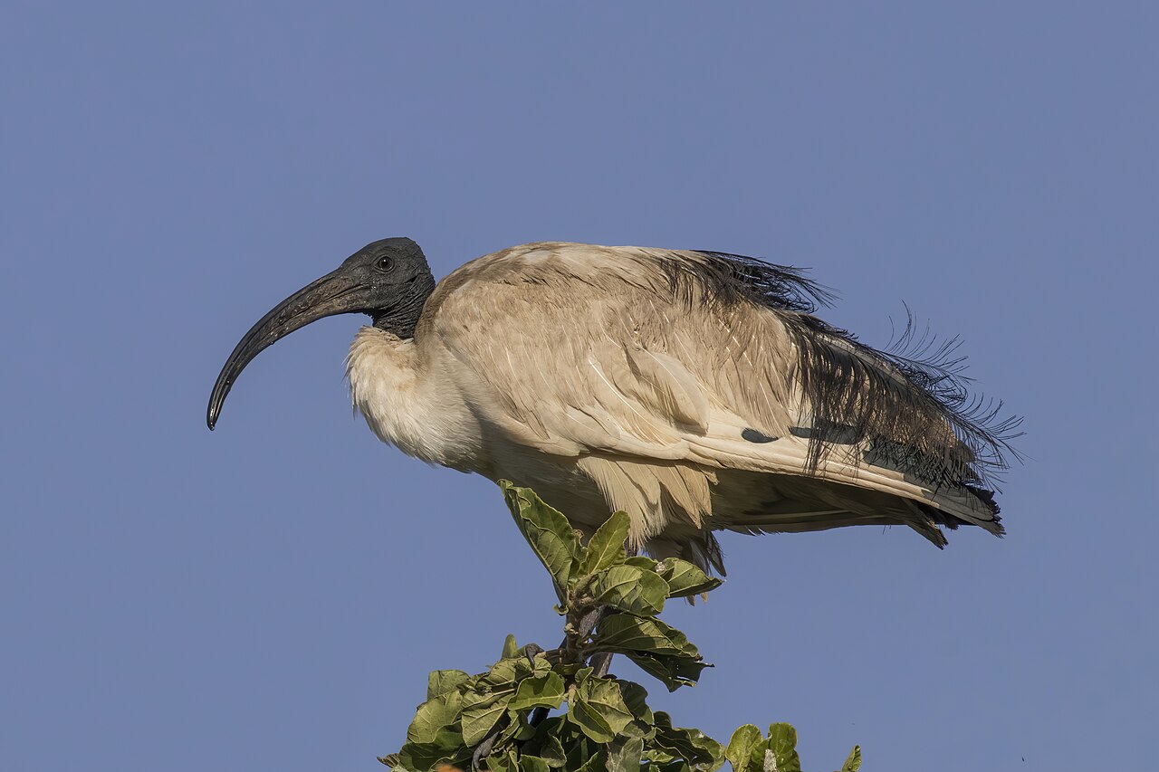 African Sacred Ibis (Threskiornis aethiopicus)