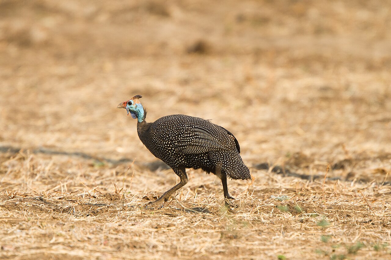 Helmeted Guineafowl (Numida meleagris)